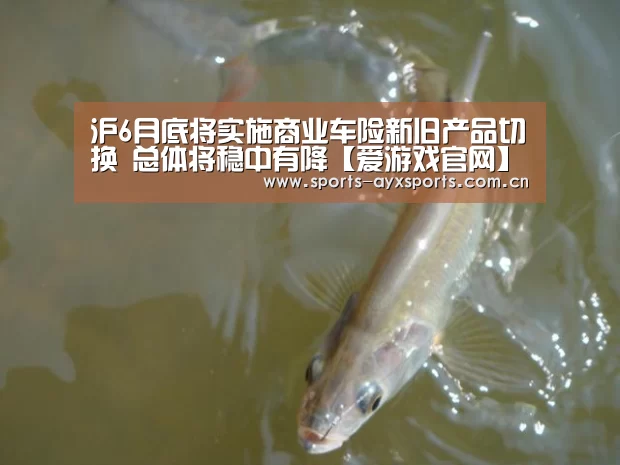 爱游戏体育直播